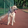 thumbnail image 3 of PoyPet Dog Harness Checkered Beige - Adjustable No-Pull Reflective Vest - XL, 3 of 10