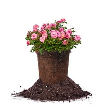 Perfect Plants Sweet Drift® Rose 1 Gallon