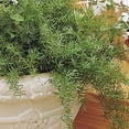 thumbnail image 2 of Outsidepride Asparagus Fern Sprengeri Plant Seed - 200 Seeds, 2 of 2