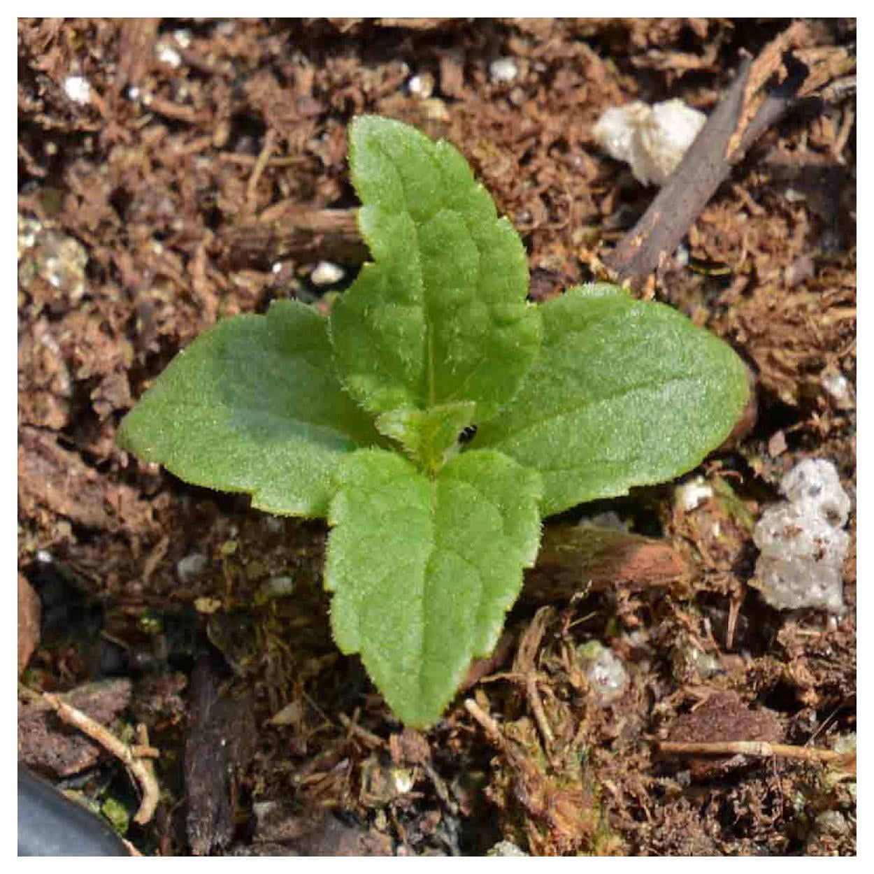 Everwilde Farms - 1 oz Joe Pye Weed Native Wildflower Seeds - Gold Vault Bulk Seed Packet