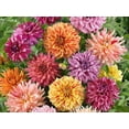 thumbnail image 4 of 40 Seeds Dahlia Mixture - Perennial, Pollinator Friendly, Heirloom,, Colorful Blooms for Garden, 4 of 6