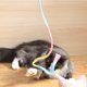 thumbnail image 4 of Juguetes interactivos de varita de arcoíris para gatos, cuerda de varita interactiva para gatos, encantador de cinta colorida para la mayoría de los gatos y gatitos, 4 of 5