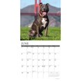 thumbnail image 3 of Willow Creek Press, Just American Pit Bulls 2025 Wall Calendar, 3 of 4