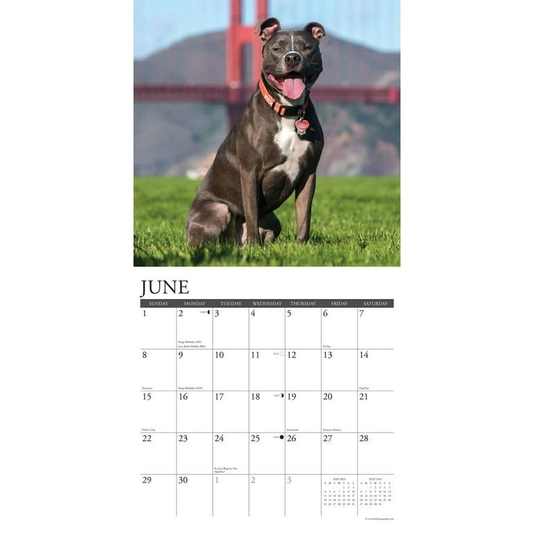Willow Creek Press, Just American Pit Bulls 2025 Wall