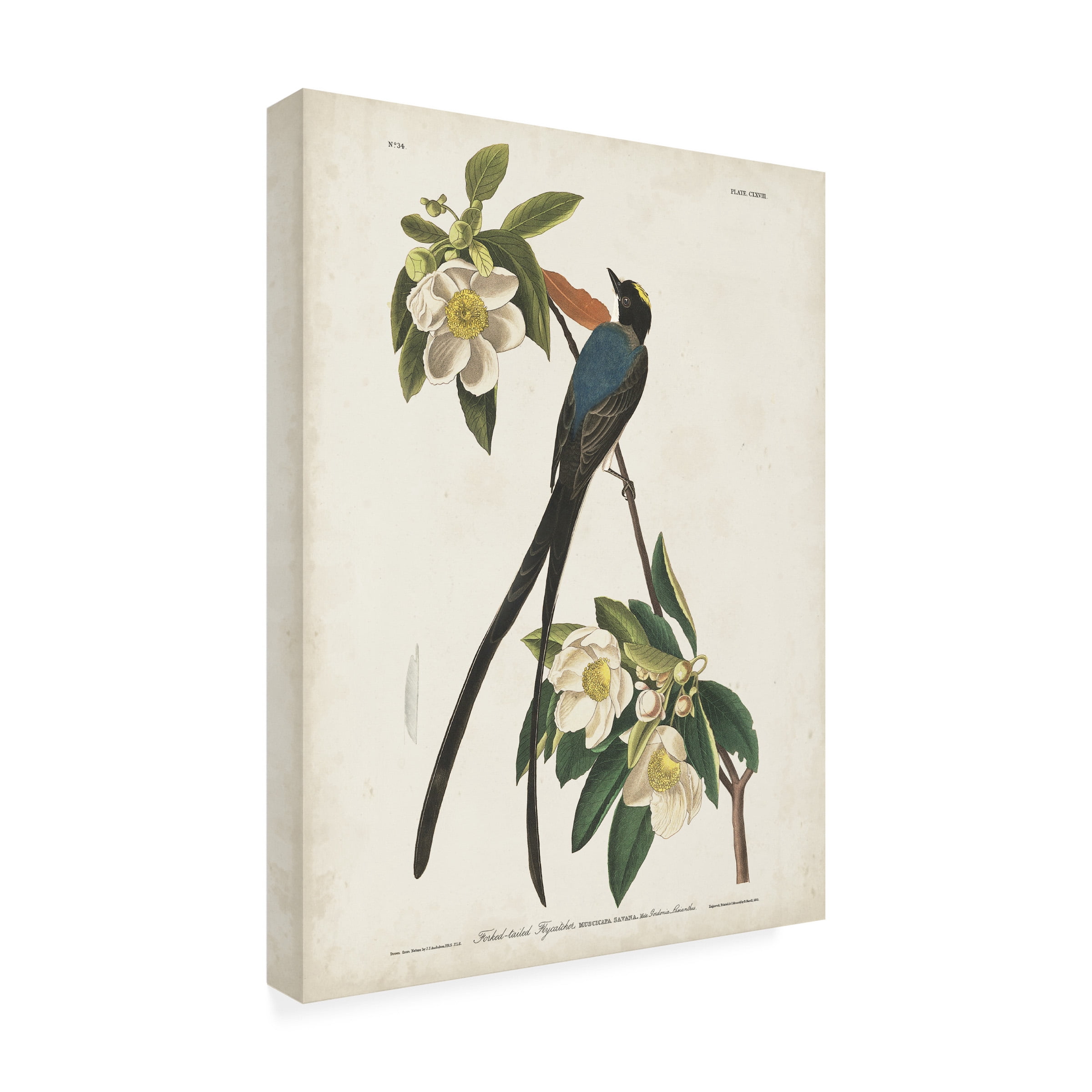 John James Audubon 'Fork Tailed Flycatcher' Canvas Art