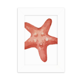 thumbnail image 1 of Estrella de mar la vida marina Rojo ilustración Marco de Fotos de escritorio imagen Blanco Pintura arte 5x7 pulgadas, 1 of 4