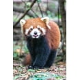 thumbnail image 2 of Looney, Hollice 13x18 Black Ornate Wood Framed with Double Matting Museum Art Print Titled - Asia-China-Sichuan Province-Cheng Du-Red Panda, 2 of 4