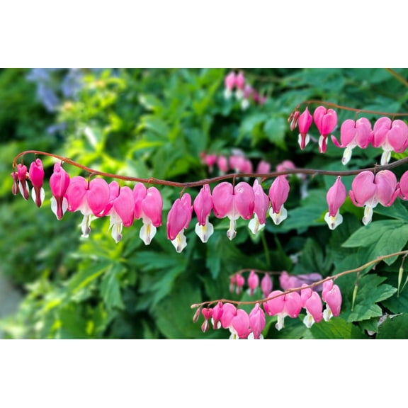 10 BLEEDING HEART - PINK Old Fashioned Dicentra Formosa Shade Flower Seeds
