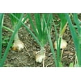 thumbnail image 3 of 400 *Seeds Texas EARLY GRANO ONION Large Sweet Yellow Allium Cepa Vegetable Seeds, 3 of 8