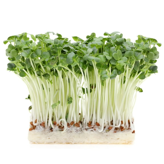 Radish Seeds, White Stem - 5 g Packet ~500 Seeds - Non-GMO, Heirloom - Microgreens