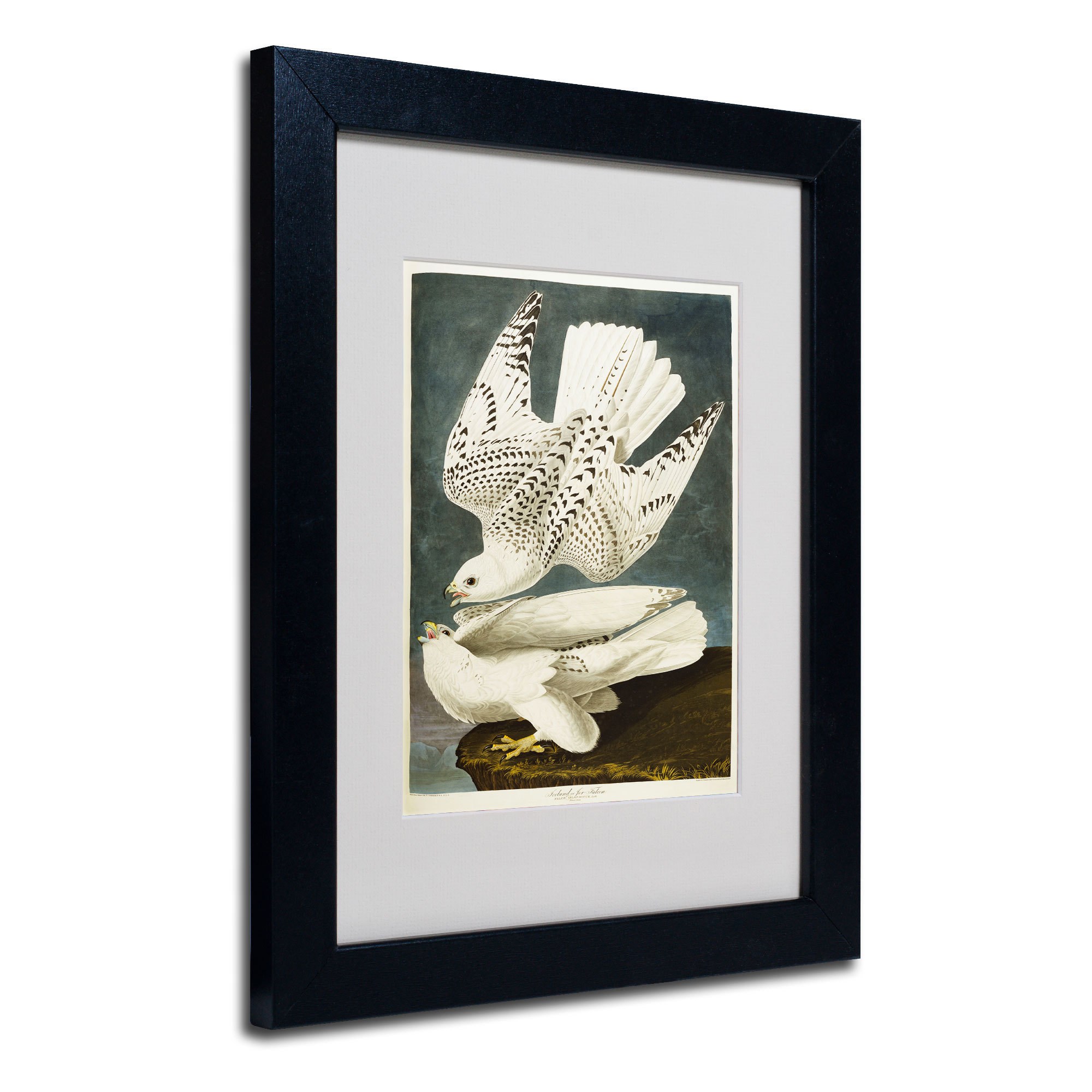 Trademark Fine Art "Iceland or Jer Falcon" Canvas Art by John James Audubon, Black Frame