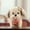Brown, variant on Decorative Cartoon Plushie Cuddly Stuffed Animal Soft Mascot Character Figurine for Home Decor Collectible Plush Pillow Plushie for Gifting and Display 4" White