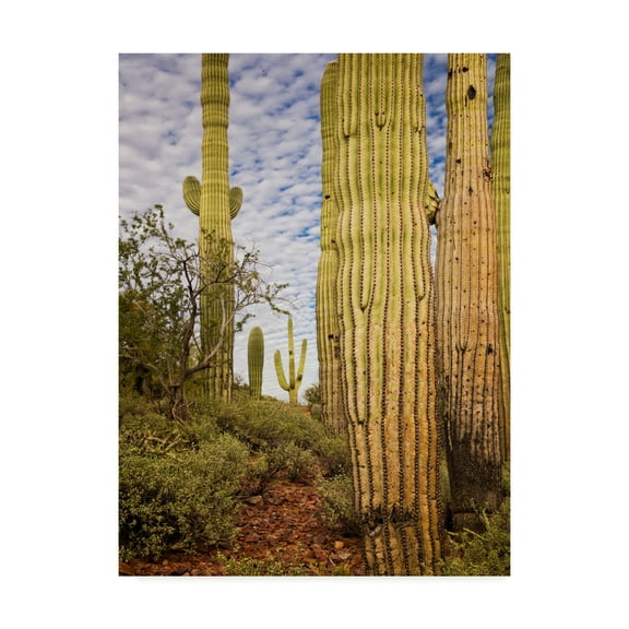 Trademark Fine Art 'Cacti View IV' Canvas Art by David Drost