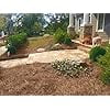USA Pine Straw - Premium Pine Needle Mulch (Pine Needle Mulch - Covers 65-80 Sqft 1 Set)