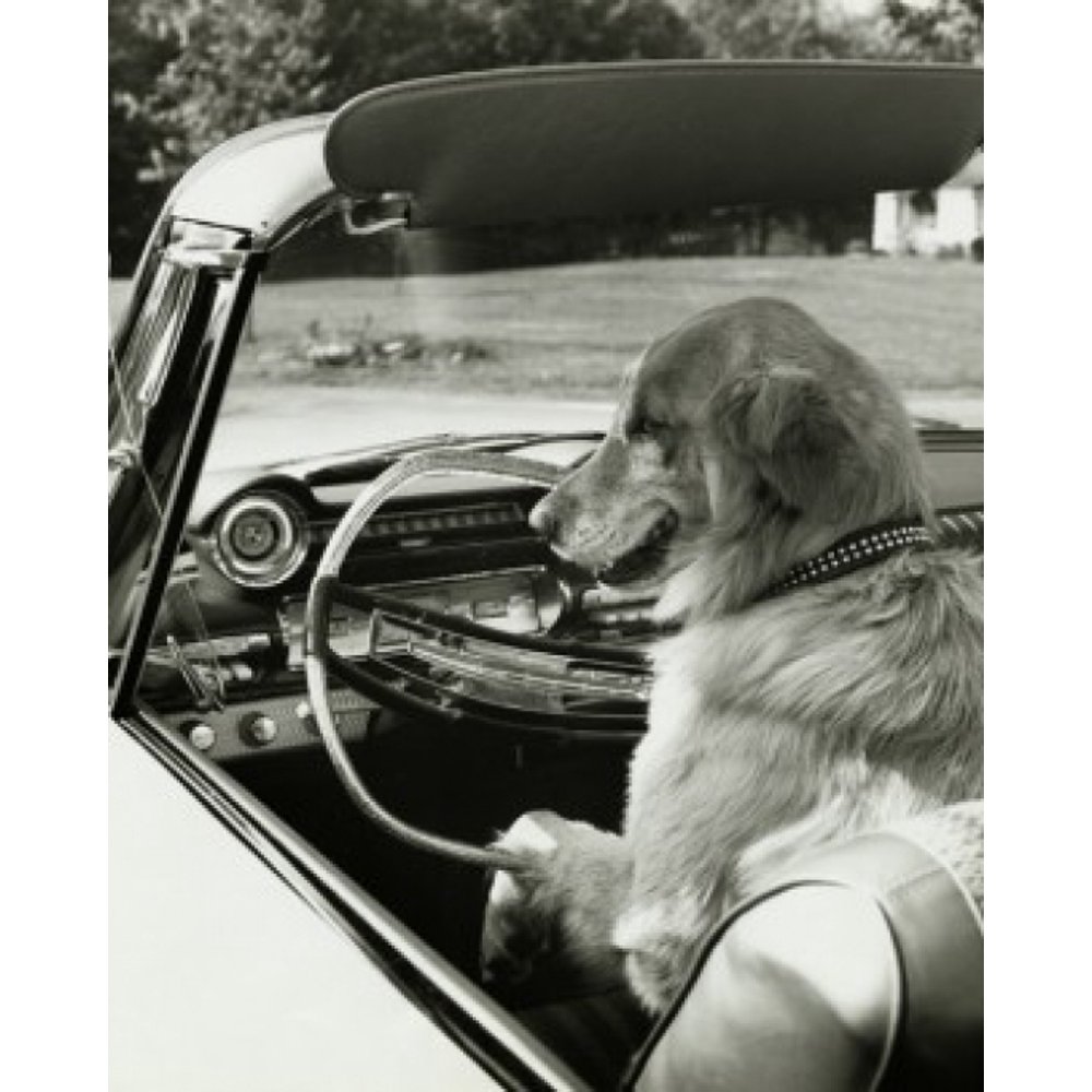 Golden Retriever driving a convertible car Stretched Canvas (24 x 36)