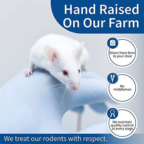 MiceDirect Frozen Pinkie Feeder Mice Food for Corn Snakes Ball Pythons