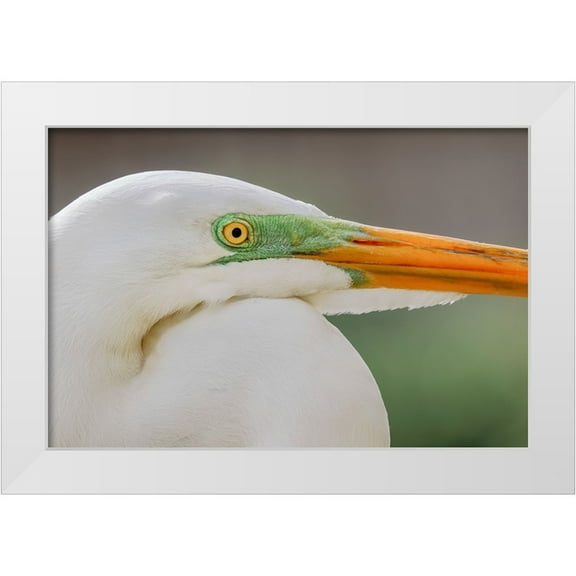 Jones, Adam 14x11 White Modern Wood Framed Museum Art Print Titled - Great egret in breeding plumage-south Florida
