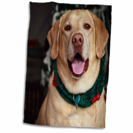 3dRose USA  Oregon  Keizer  Labrador Retriever dog - US38 RBR0421 - Rick A Brown - Towel  15 by 22-inch
