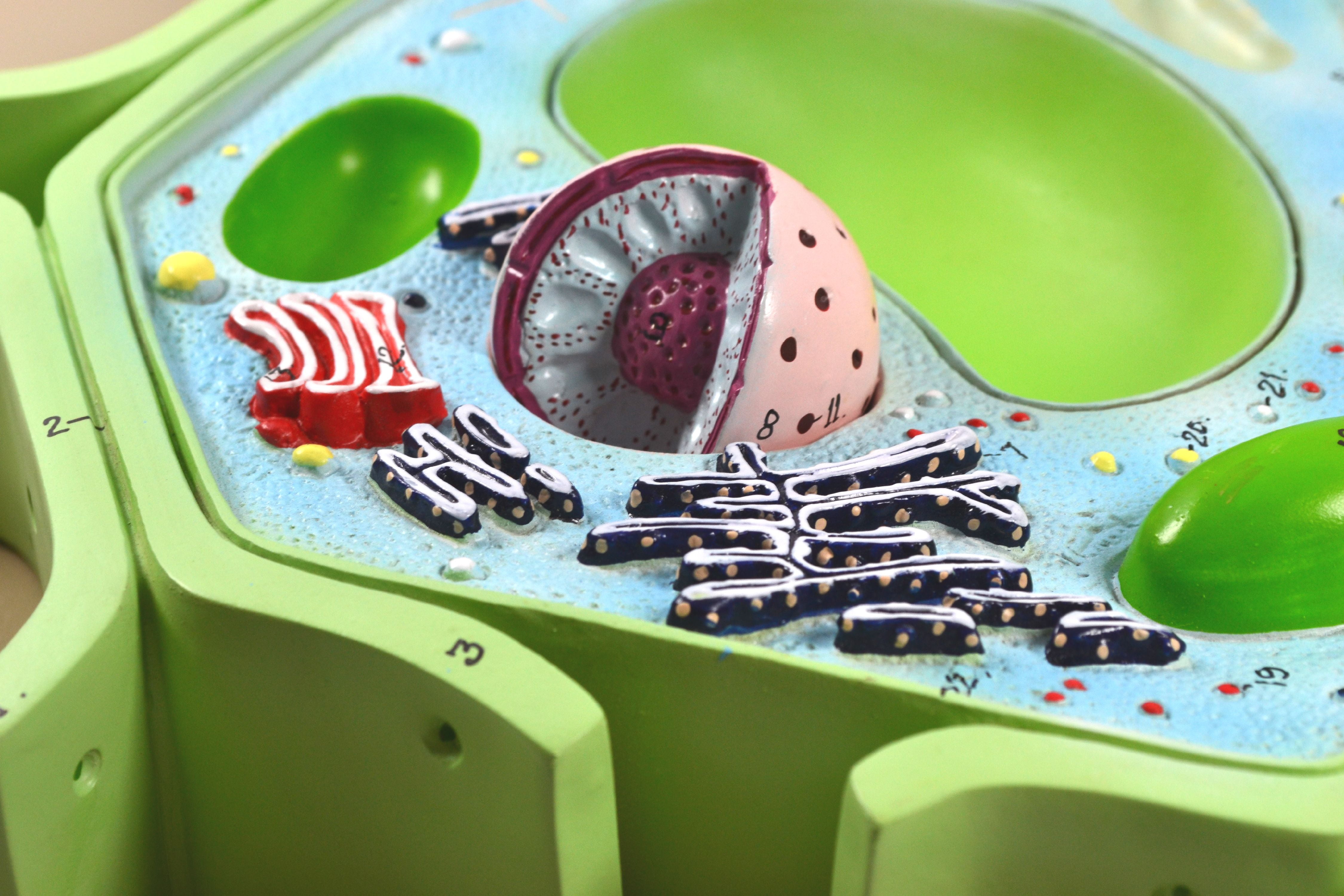 Eisco Labs 4 Part Plant Cell Model On Base Chloroplast Mitochondrion And Nucleus Removable 11 5 X 10 X 2 Walmart Com Walmart Com