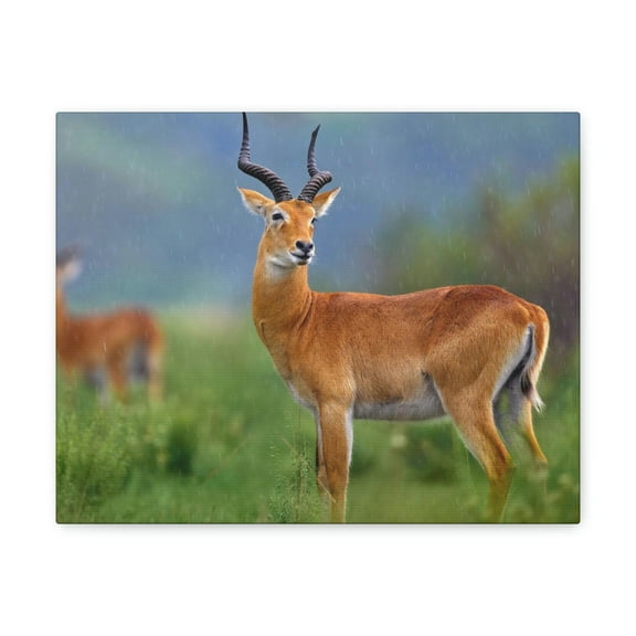 Majestic Antelope Art Majestic Antelope Print Animal Wall Art Wildlife Canvas Prints Wall Art Ready to Hang Unframed