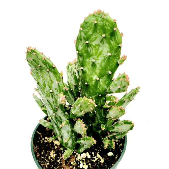 Opuntia Monacantha Variegata - Variegated Joseph's Coat Succulent Live Plant 2 Inch for Indoor Outdoor Home Office Garden Decor
