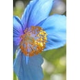 thumbnail image 2 of Schell, Jennie Marie 13x18 White Modern Wood Framed Museum Art Print Titled - Blue Himalayan Poppy Flower, 2 of 4