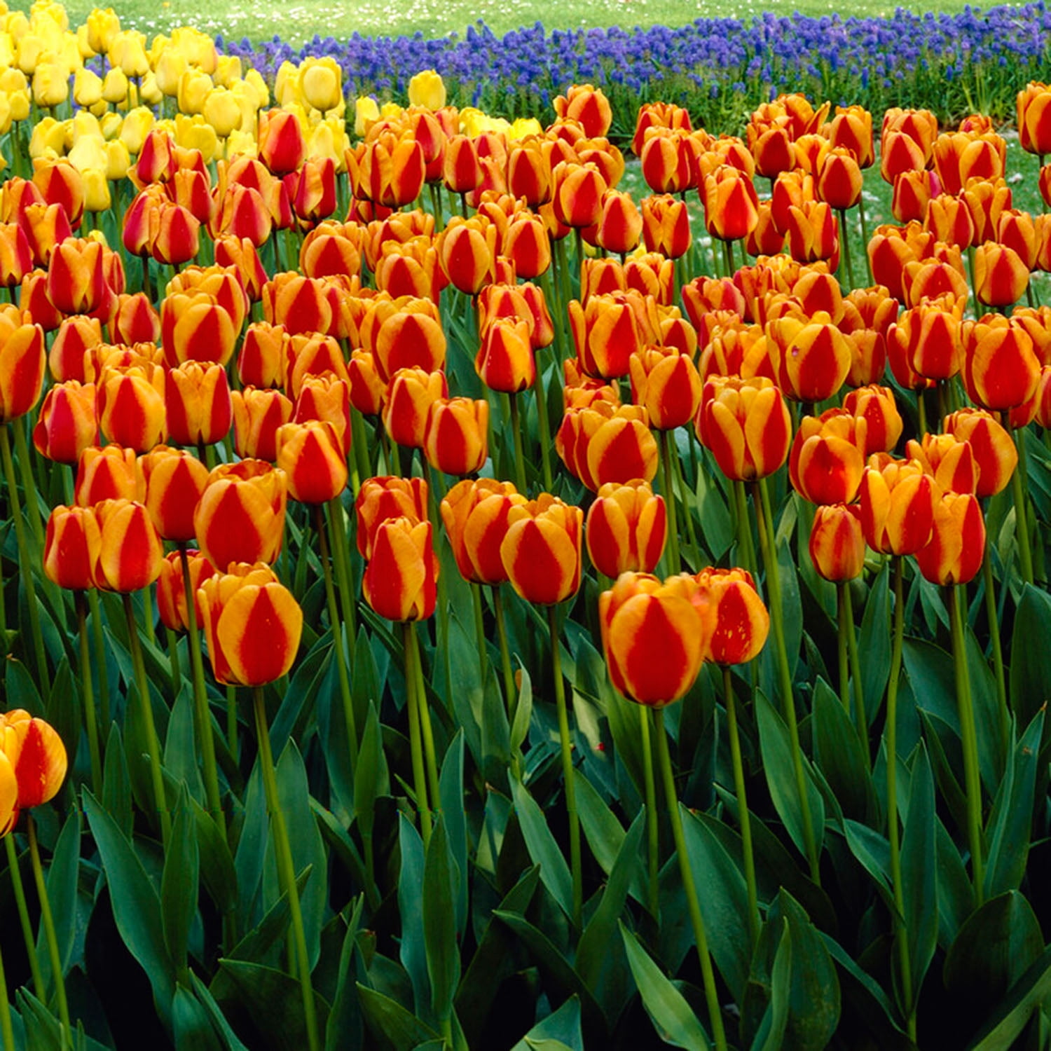 Garden State Bulb Darwin Hybrid Apeldoorn's Elite Tulip Flower Bulbs, 12/+ cm (Bag of 100)