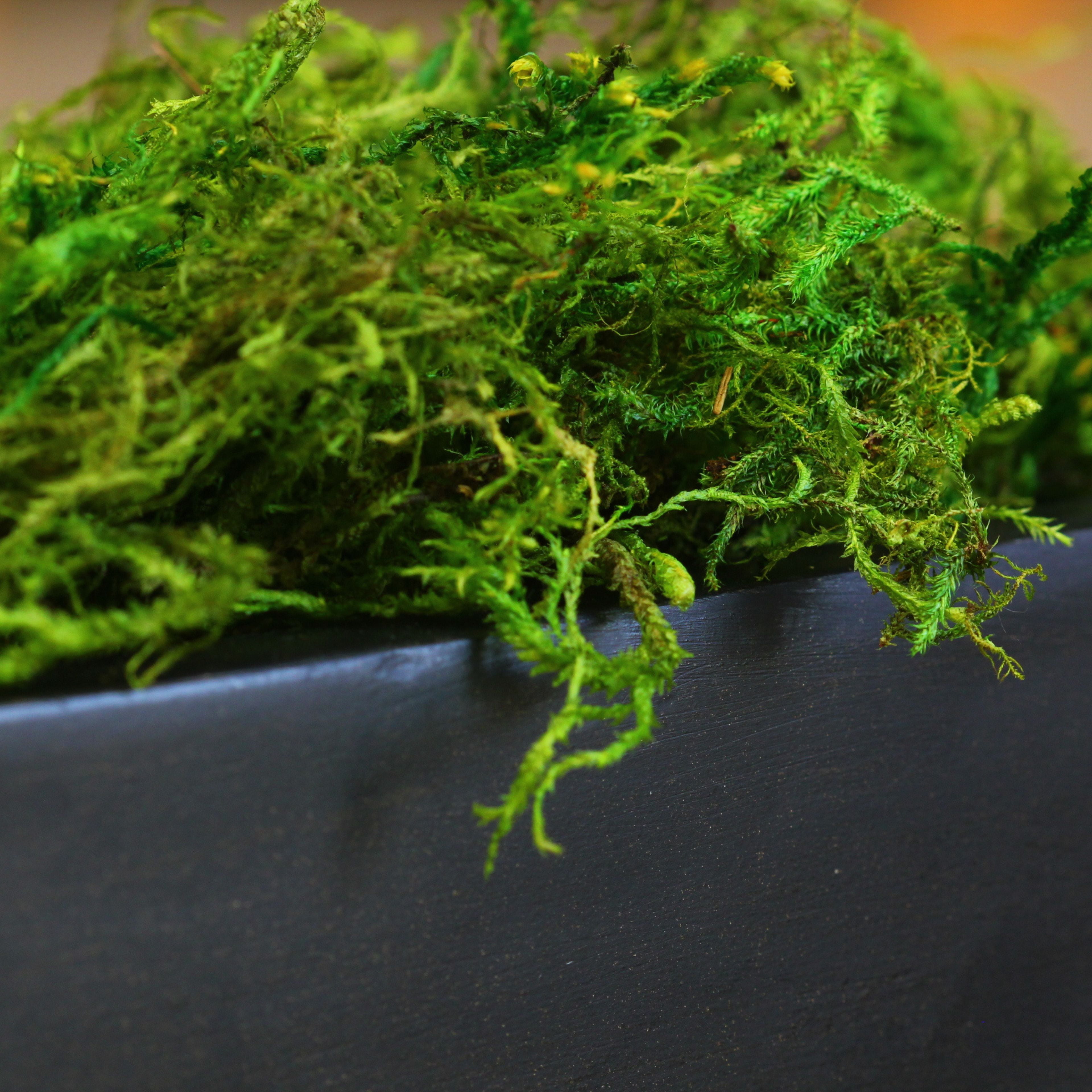 SuperMoss Preserved Green Moss
