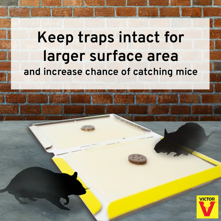 How Well Did My Bucket Mouse Trap Work? Here Are the Results