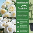 thumbnail image 5 of Moondance Rose Bush - 2 Live Starter Plants in 2 Inch Growers Pots - Beautifully Fragrant Floribunda Rose - A Versatile Beauty with a Rich Fragrance, 5 of 6