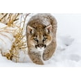 thumbnail image 2 of Centioli, Mike 14x11 Black Ornate Wood Framed with Double Matting Museum Art Print Titled - Sneaky Cougar, 2 of 4