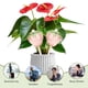 thumbnail image 3 of Bulbos de autorriego para plantas de interior, globos de riego para plantas de setas, inserto de maceta, bulbos de riego de fresa para jardineros domésticos ocupados, plantas en maceta, 3 of 8