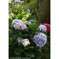 thumbnail image 4 of Hydrangea-Cityline-Mars - QT Pot (Shrub), 4 of 8