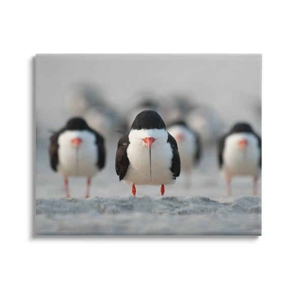 Stupell Industries Black Skimmer Gang Animals & Insects Photography Gallery Wrapped Canvas Art Print Wall Art, 20 x 16