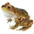 thumbnail image 2 of Design Toscano  Lester, the Leopard Frog Statue, 2 of 2
