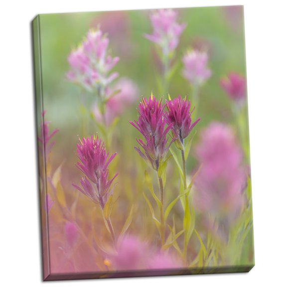 Gango Home Decor Contemporary Indian Paintbrush II by Kathy Mahan (Ready to Hang); One 16x20in Hand-Stretched Canvas