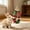 A, variant on Small Pet Chew Toy Natural Wood & Woven Enrichment Chew Toy Hanging Rabbit Teeth Grinding Toy for Rabbits Hamsters Guinea Pigs and Squirrels