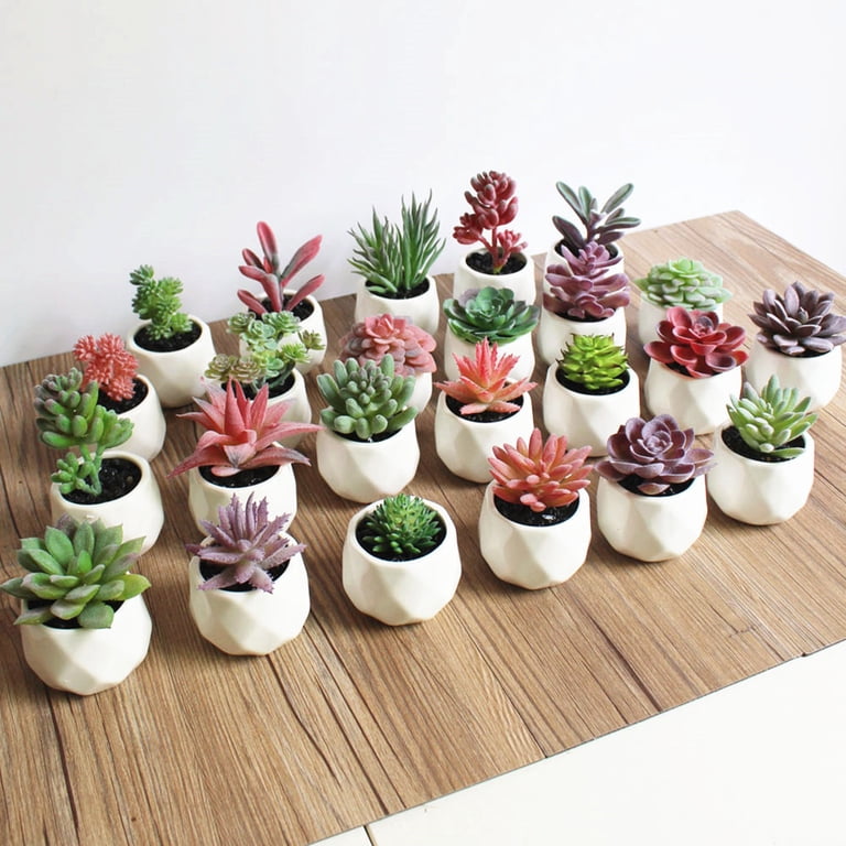 Succulent Plants , 1Pc Artificial Flower Succulent Plant Bonsai DIY Garden  Office Home Party Decor Real Live Potted Succulents / Unique Indoor Cactus  Decor by Plants for Pets - Walmart.com