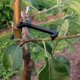thumbnail image 2 of Esparcidor de ramas de árboles esparcidor de ramas de árboles frutales para soportar nuevas ramas plástico negro 20 piezas, 2 of 4