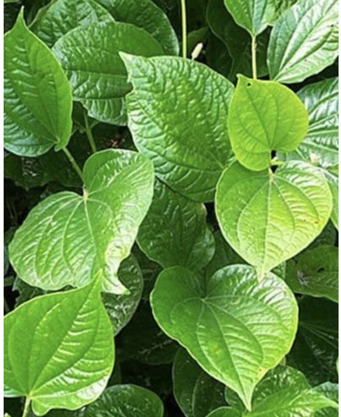 betel leaf,(lá lốt) piper lalot -1 of 10”-12” live plant with root , fresh-  it makes asian "bo nuong la lot" style -see last picture