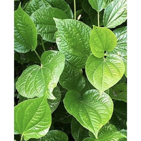 Betel Leaf,(Lá L?t) Piper LaLot -1 of 10”-12” Live Plant With Root , Fresh- IT MAKES ASIAN "BO NUONG LA LOT" STYLE -SEE LAST PICTURE