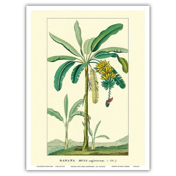 Banana Tree (Musa Sapientum) - Vintage Botanical Illustration by Charles Antoine Lemaire c.1854 - Master Art Print (Unframed) 9in x 12in
