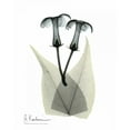 thumbnail image 2 of Koetsier, Albert 12x14 White Modern Wood Framed Museum Art Print Titled - Stephanotis Pair  in Color, 2 of 4