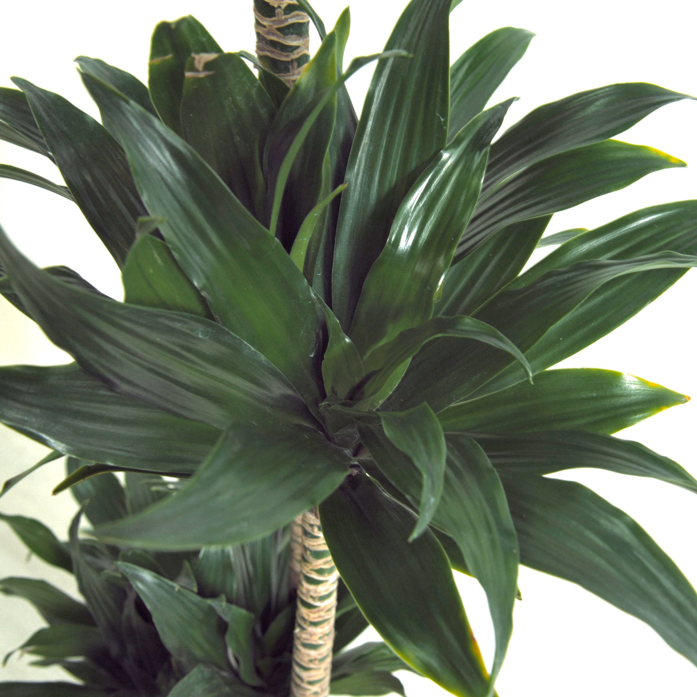 10 in. Dracaena Janet Craig Compacta 3-2-1