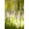 thumbnail image 2 of Millet, Karyn 17x24 White Modern Wood Framed Museum Art Print Titled - Lavender I, 2 of 4
