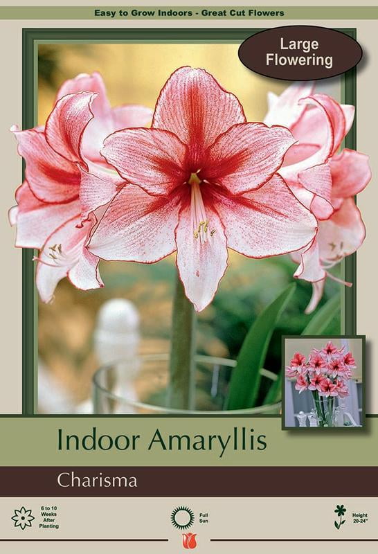 Charisma Giant Amaryllis Large Bulb 34/+cm Bulb