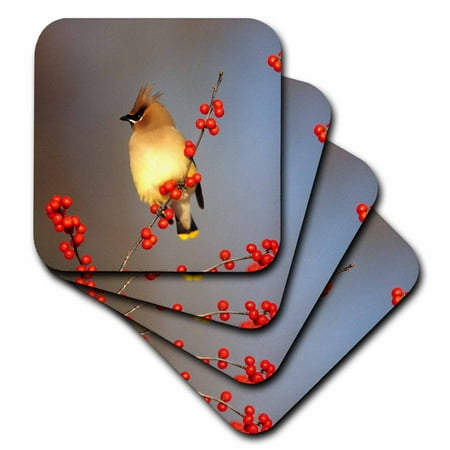 

Cedar Waxwing in Common Winterberry Marion IL set of 8 Coasters - Soft cst-250852-2