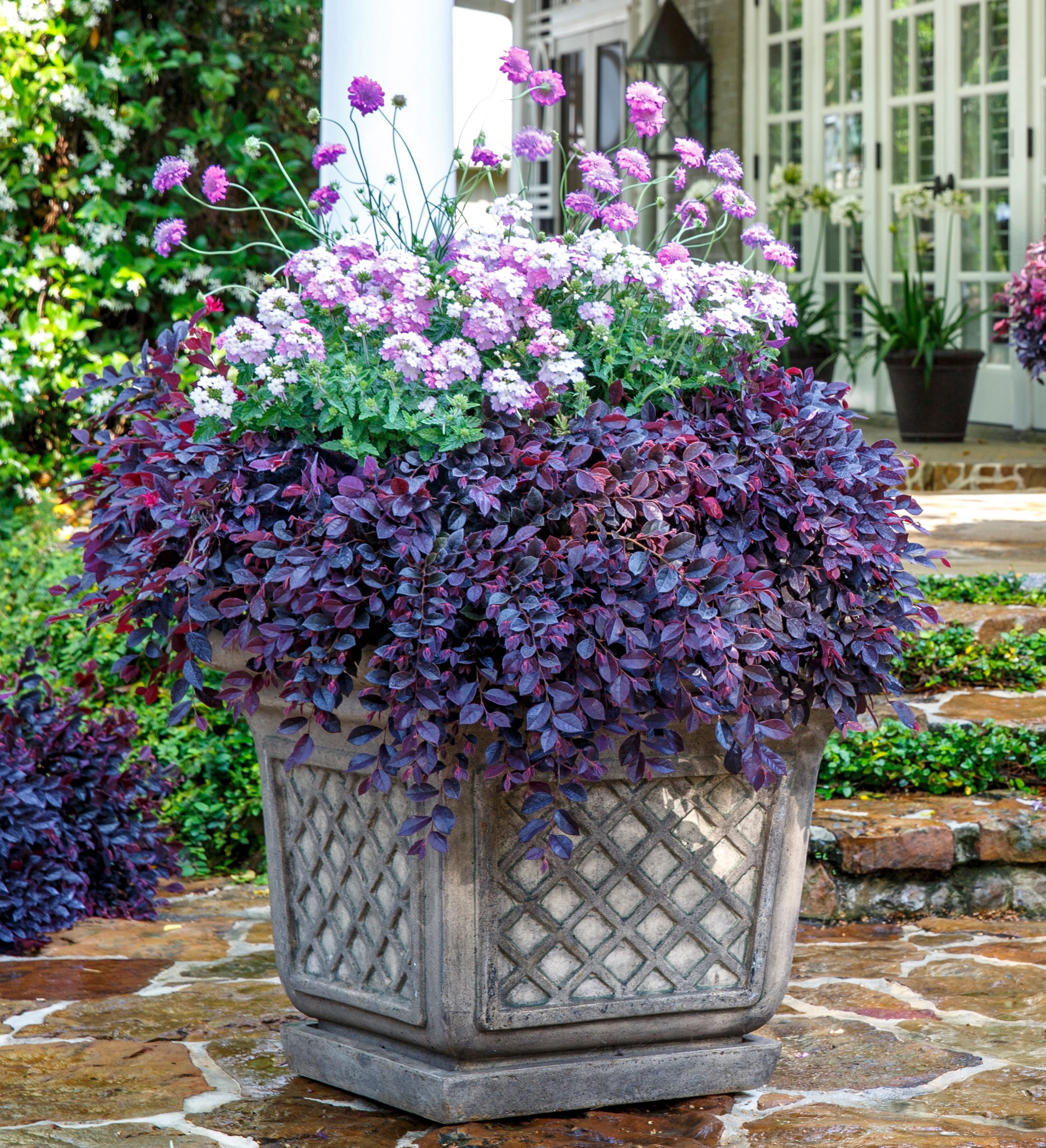 Southern Living Purple Daydream Loropetalum Live Shrub in 2.5-Quart Grower Pot