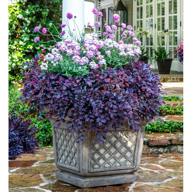 plant base weiden Wall Base – tevaplanter main image 0