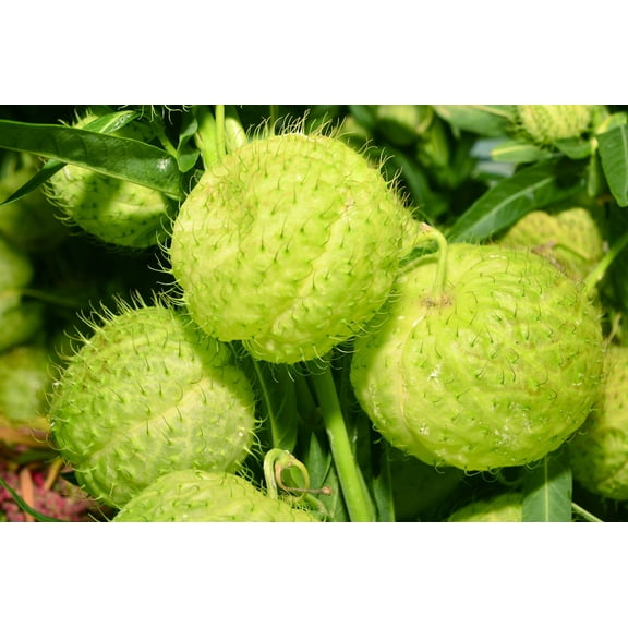 10 *Seeds BALLOON MILKWEED Hairy Balls Butterfly Weed Asclepias Gomphocarpus Physocarpus Monarch Flower Seeds